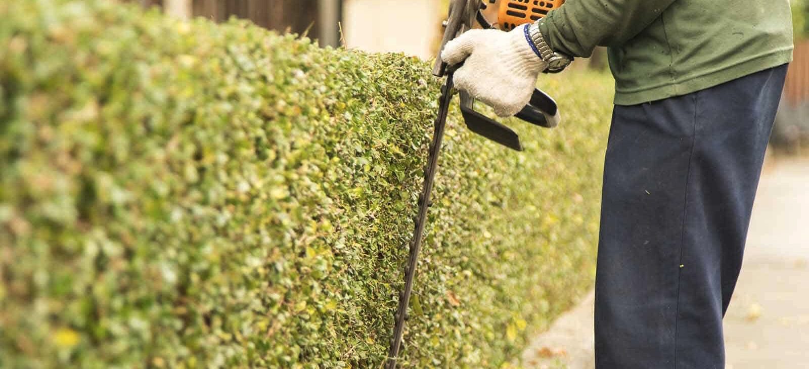 Professional shrub and small
tree pruning and removal